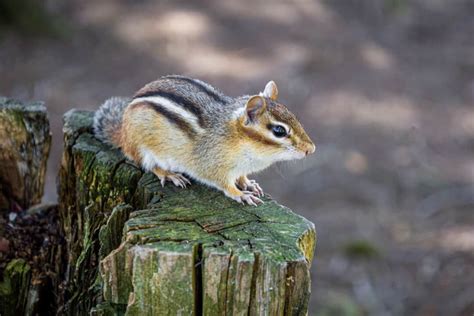 5 Best Ways to Fill Chipmunk Holes For Good - Pest Pointers