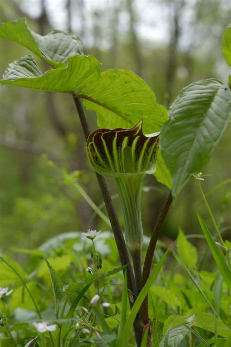 Arisaema triphyllum - Alliance for the Chesapeake Bay