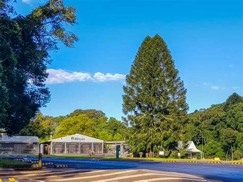 10 Best Bunya Mountains Walks & Hiking Trails