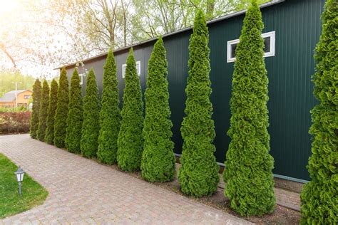 Creating Natural Privacy Screens with Trees & Shrubs