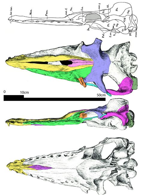 Maiacetus, Zygorhiza and Aetiocetus