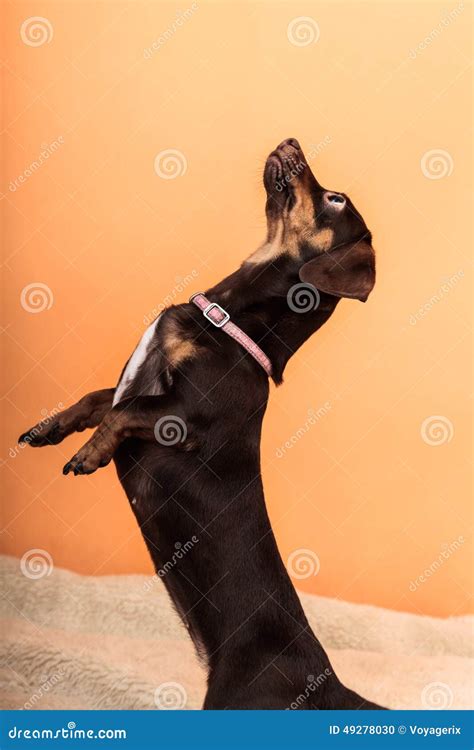 Cute dog jumping on bed stock photo. Image of adorable - 49278030