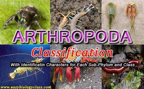 Classification Of Arthropods