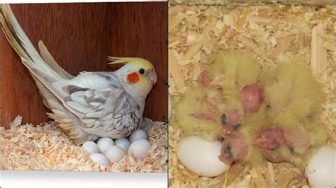 Cockatiels breeding progress - YouTube