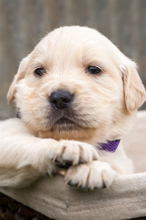 Golden Retriever Puppies (25 Cute Goldies) - Talk to Dogs