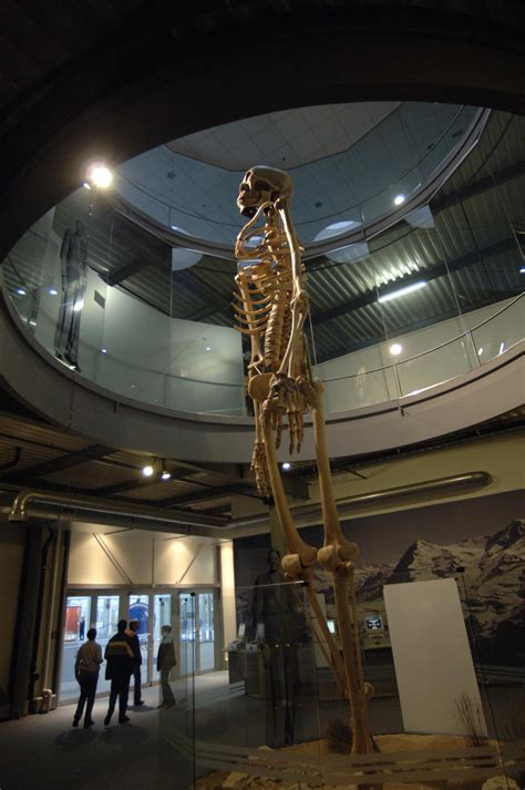 Giant Human Skeleton Museum