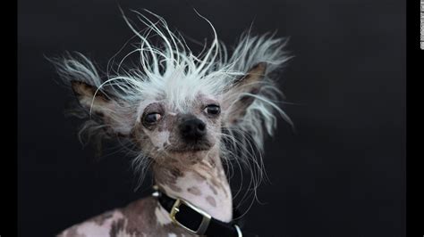 Meet the world's ugliest dog - CNN.com