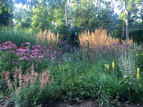 The Gardener’s Delight: Choosing sun-loving grasses for your garden | TBR News Media