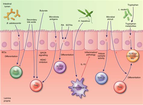 Intestinal epithelial cells: at the interface of the microbiota and mucosal immunity - Soderholm ...