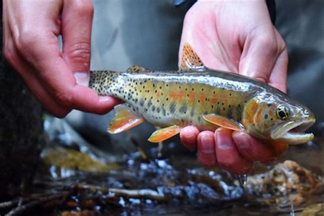 Protecting Greenback Cutthroat Trout - Colorado Outdoors Online