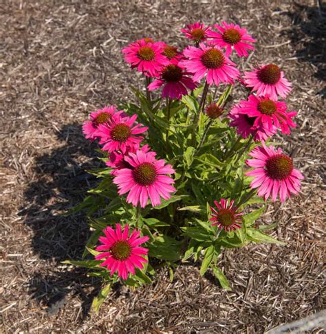 How to Plant Coneflower in Your Garden (Tricks to Care!)