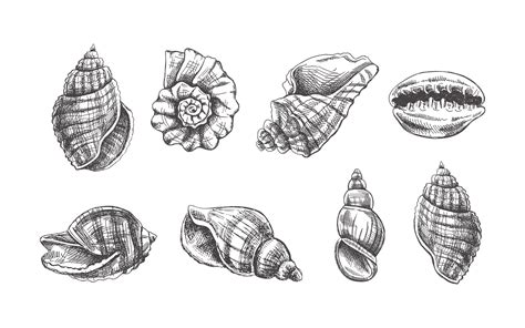 How To Draw A Realistic Seashell