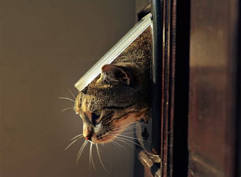 What Does Cat Flap Installation Cost in 2022? | Checkatrade