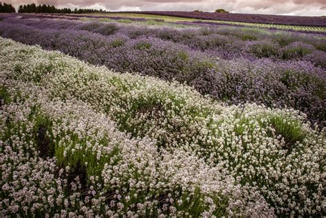 Visiting Cotswold Lavender Fields - The Happy Kamper