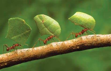 Ant architects: How do ants construct their nests? – How It Works