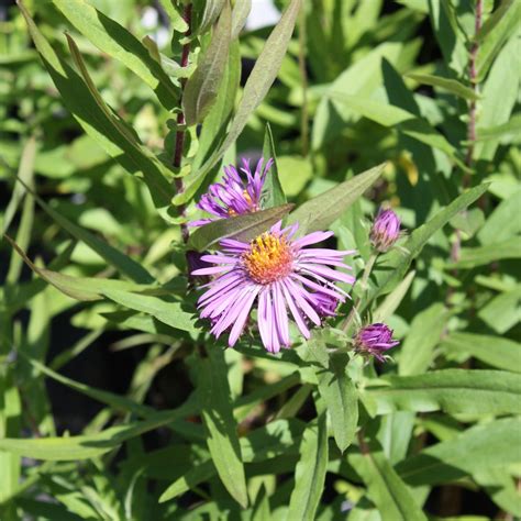 Aster novae-angliae New England Aster - Keystone Wildflowers