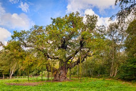 Major Oak Legendary Home Of Robin Hood Sherwood Forest Uk Stock Photo ...