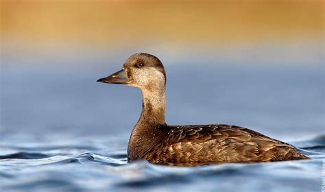 Common Scoter (Hrafnsönd) 59 | This shot of a female Common … | Flickr