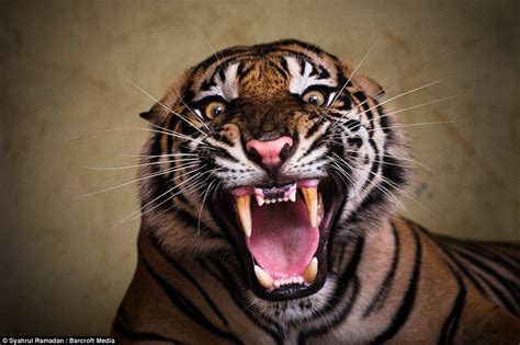 Photographer's close-ups of roaring tiger that are so detailed you can almost feel its breath ...