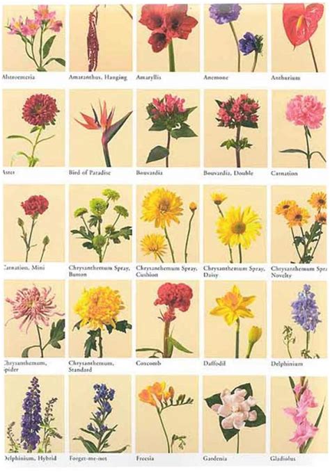 Names Of Flowers Pictures Flower Names With Pictures Flowers, Beautiful ...