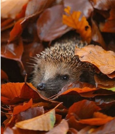 Top 10 Autumn Animals Playing In Leaves