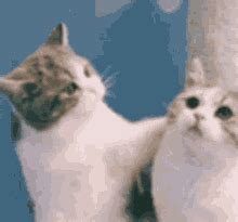 Cats Love GIF - Cats Love - Discover & Share GIFs