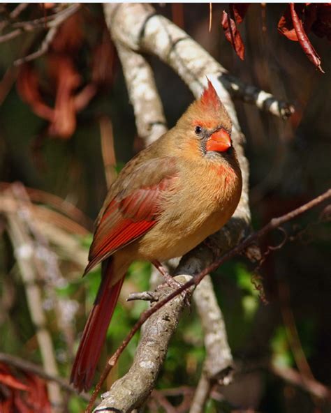 Cardinal Female.jpg photo - r_paul photos at pbase.com