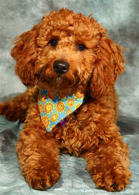 Ginger-puppy cuteness | Cute puppies, Puppies, Ginger