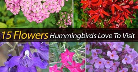 15 Flowers Hummingbirds Love To Visit