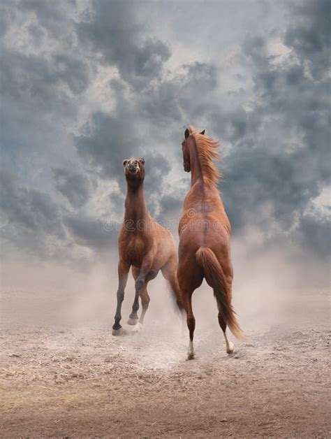 Horse Standing Two Legs Stock Photos - Free & Royalty-Free Stock Photos ...