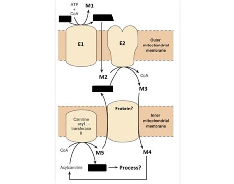 Carnitine shuttle Quiz