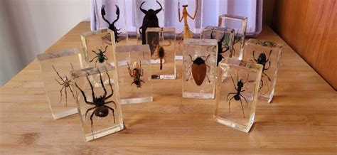 Insect taxidermy (13) - Resin/Polyester - Catawiki