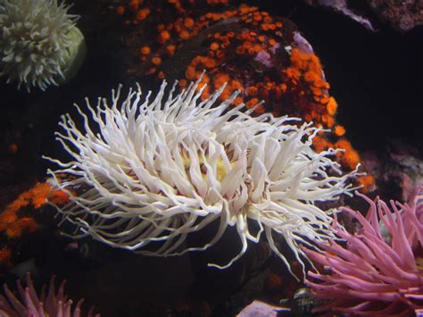 While some sea anemones are edible in some cultures, it is not commonly ...