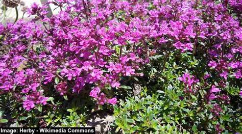 Creeping Thyme Lawn - Types, Advantages and Care