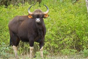 Wildlife Sanctuaries and National Parks in Madhya Pradesh - IHPL