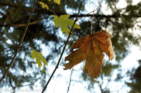 Big Leaf Maple fall leaf - Green Seattle Partnership