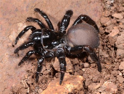 Trap-door spider - a photo on Flickriver