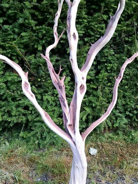 sandblasted manzanita branches | Oregon Coastal Flowers