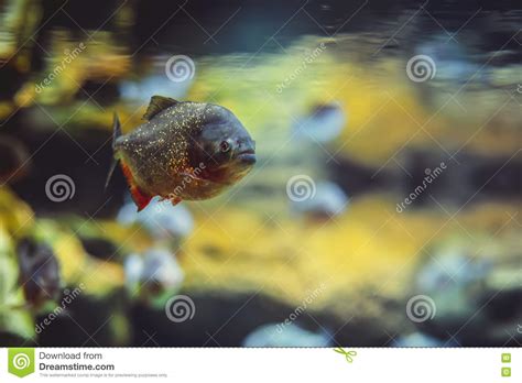 Piranha fish in the water stock photo. Image of fang - 70521522