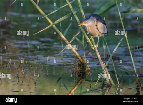 Little bittern, male, Kerkini lake, Greece / (Ixobrychus minutus Stock Photo - Alamy