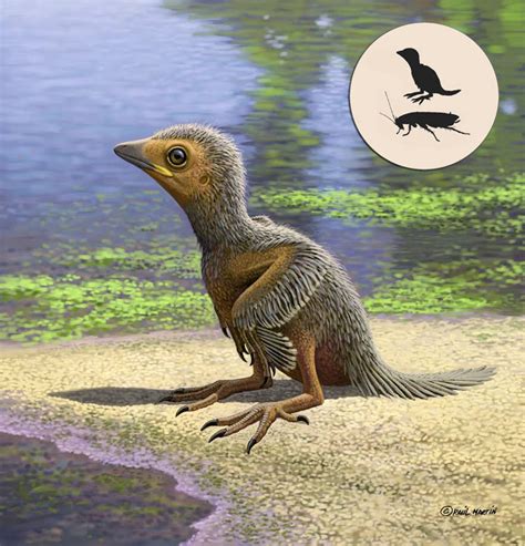 Early Cretaceous Bird Fossil Sheds New Light on Avian Evolution ...