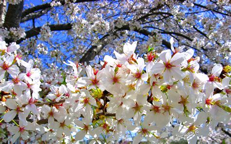 File:Cherry blossoms tree.jpg - Wikipedia