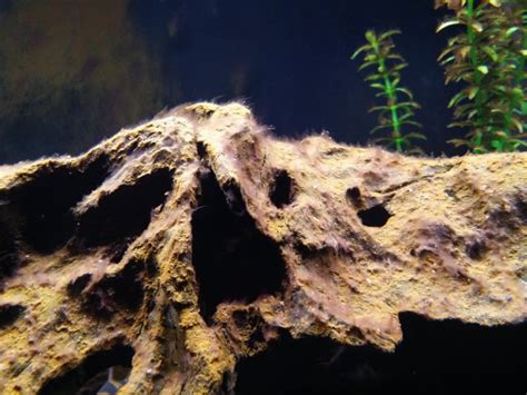 Anyone know what kind of algae this is? | MonsterFishKeepers.com