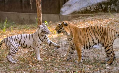 At Delhi Zoo, White Tiger "Marries" Royal Bengal Tiger. Now, Wait For Cubs