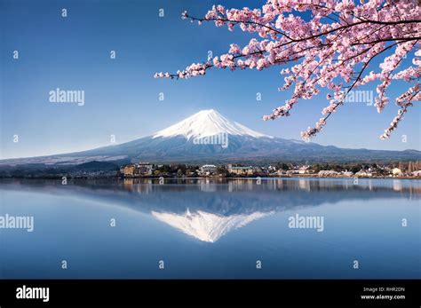 Mount Fuji Cherry Blossom