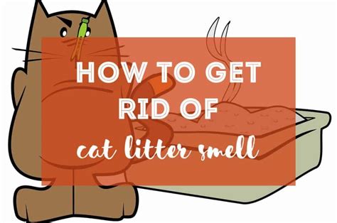 How to Get Rid of Cat Litter Smell | Our Tips - The Fluffy Kitty