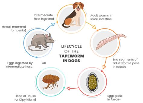 What Medicine Kills Tapeworms In Dogs: Effective Solutions