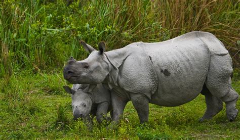 Wildlife Abounds in Chitwan National Park