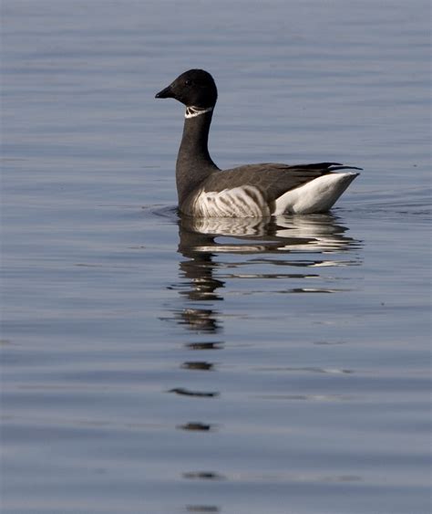 Brent Goose | British Wildlife Wiki | FANDOM powered by Wikia