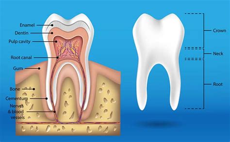 What is a Pulpectomy Treatment for Children? | Absolute Dental